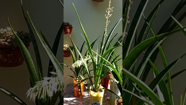 Sansevieria parva (Kenya Hyacinth) #shorts смотреть онлайн
