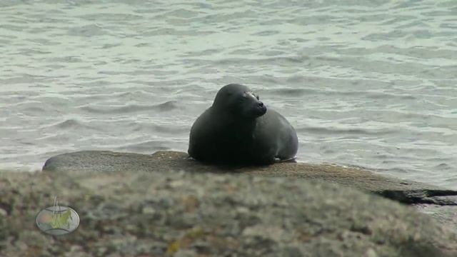 Тюлень озера Нево смотреть онлайн