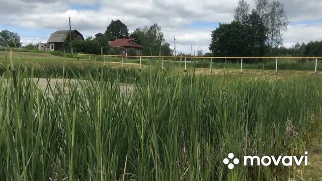 Звуки природы. Кваканье лягушек|пение птиц смотреть онлайн