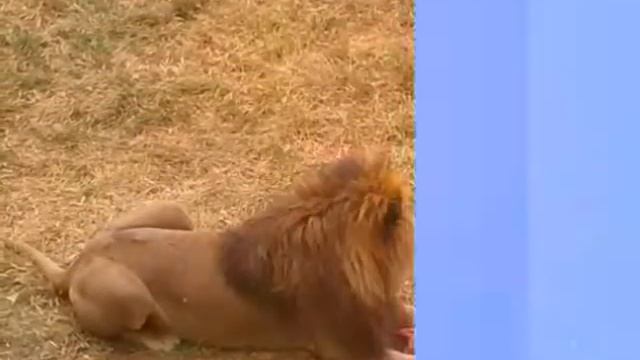 Парк тигров и Львов в тайгане Прочитайте описание смотреть онлайн