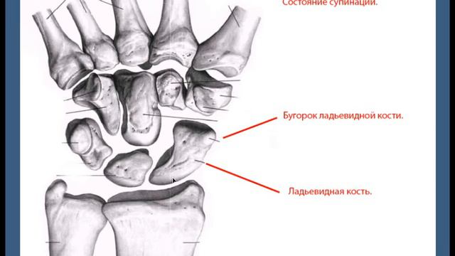 Анатомия.1. Ладьевидная кость. смотреть онлайн