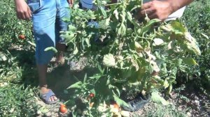 Мариана F1 қызанағы - выращивание томата Mariana F1 (Шымкент, 2017)