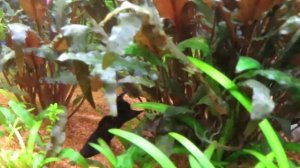 Скалярия заболела (лежит на дне, плавает с трудом)