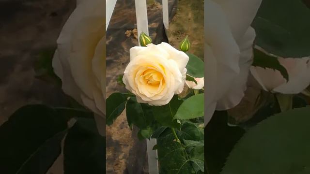 Пайванд килинган кучатлар смотреть онлайн