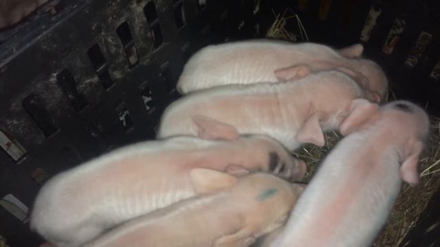 А у нас поросята родились! Пополнение!