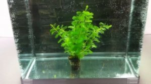Аквариумные растения КАБОМБА, КАК ВЫРАЩИВАТЬ АКВАРИУМНЫЕ РАСТЕНИЯ, содержание, уход ,удобрениях