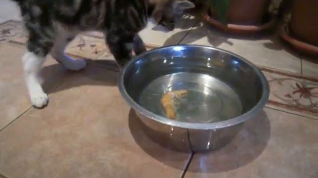 Kitten of KURILIAN BOBTAIL смотреть онлайн