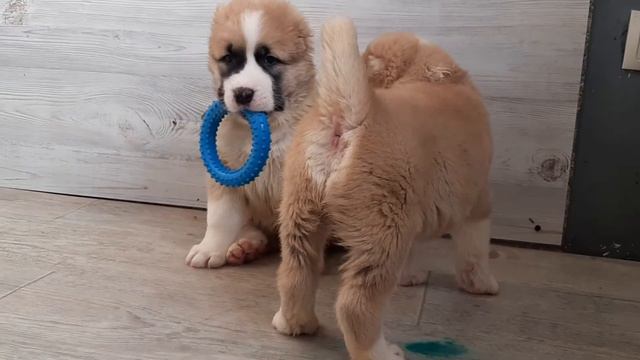 ЗУР БАШИ питомник Сао (ЧАЛБАЙ💜 1мес) ПИТОМНИК АЛАБАЙ ЩЕНКИ ПРОДАЖА +7 937 36 999 03; смотреть онлайн