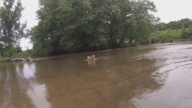 My shiba, Yumi and Miya went for canoeing for the first time together смотреть онлайн