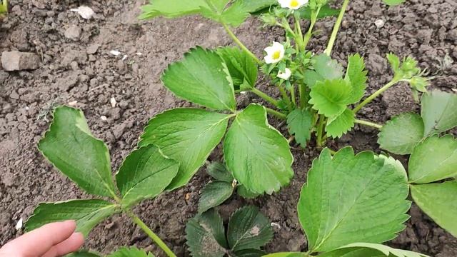 клубника сорт Джоли , цветение смотреть онлайн
