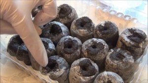 Сеем ОГУРЦЫ на рассаду в торфо-перегнойные таблетки. Всходы на третьи сутки!