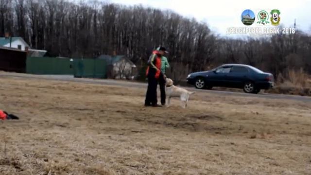 Общий курс дрессировки / Уссурийск смотреть онлайн