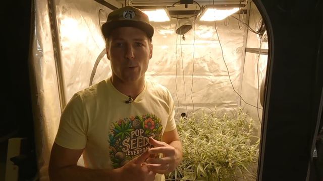 BuildASoil: 4X4 GROW TENT // NIGHTOWL AUTO FLOWERS ON DAY 47 FROM SEED (Season 6, Episode 07) смотреть онлайн