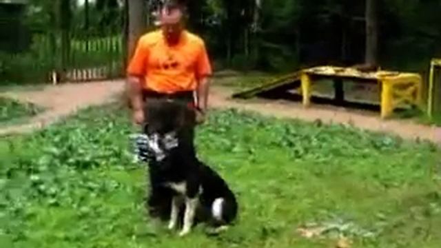 Дрессировка собак/Как одеть намордник/ Приучение к наморднику. смотреть онлайн