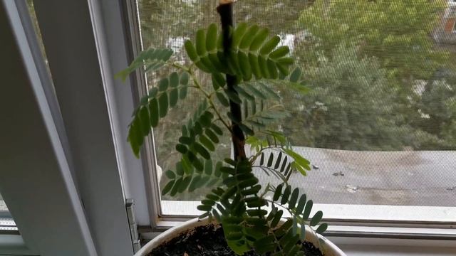 Дерево тамаринд/Tamarind Tree