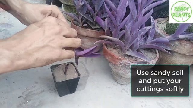 How to Grow Purple Heart from Cuttings || Tradescantia Pallida смотреть онлайн