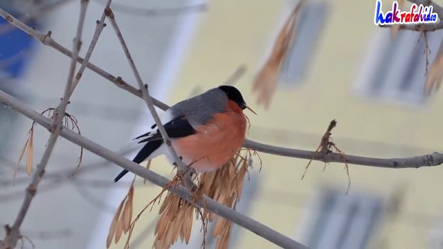 Снегири России