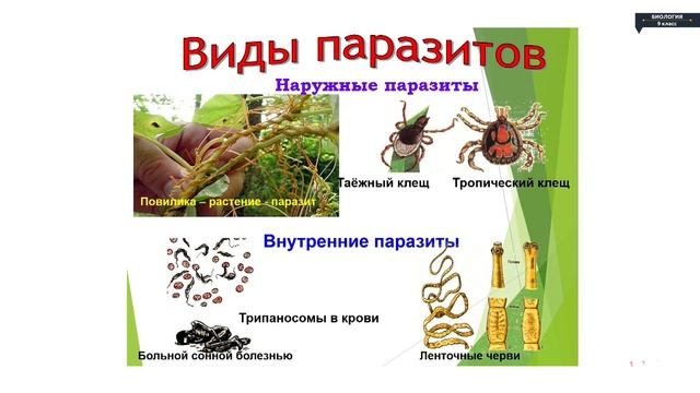 Биология - 9 класс - Закономерности биогеоценоза сукцессия, агроценоз смотреть онлайн