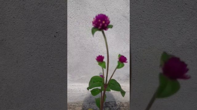 Beautiful Globe Amaranth | Gomphrena Purple - Desi Flower| Leaves are hairy Gomphrena purple Flower смотреть онлайн
