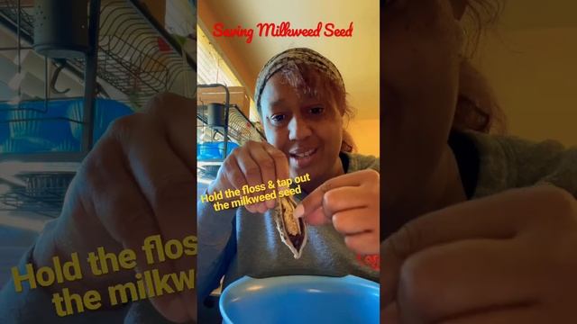 #Seedsaving #Milkweed!This is Common Milkweed (Asclepias tuberosa) pods. Grow for #monarchs! смотреть онлайн