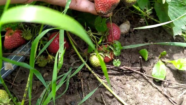 Ремонантная клубника Диамант устойчивый сорт смотреть онлайн