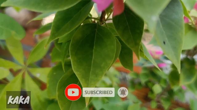 Bougainvillea Glabra | Beautiful flower “ Bougainvillea Glabra ", Pink Flowers and green leaves. смотреть онлайн