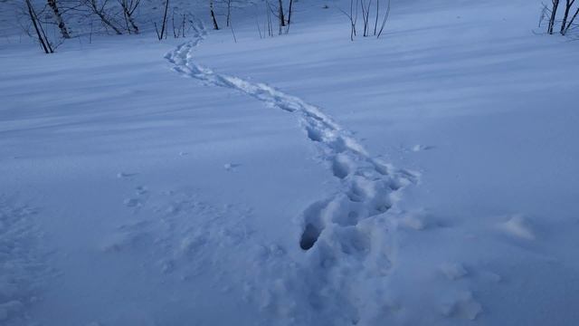 ЕФИМИЙ ЗИМНИЙ 2 февраля.Если потеряли ВАРЕЖКИ .Приметы смотреть онлайн
