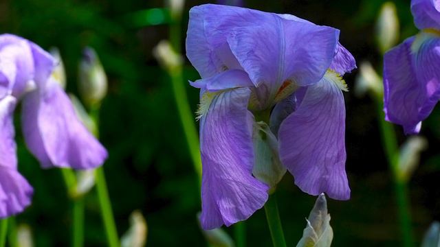Remade Flowers with S. Chekalin Music. Переделанный Видео с Цветами под музыку С. Чекалина. смотреть онлайн