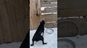 Черныш пошёл меня охранять