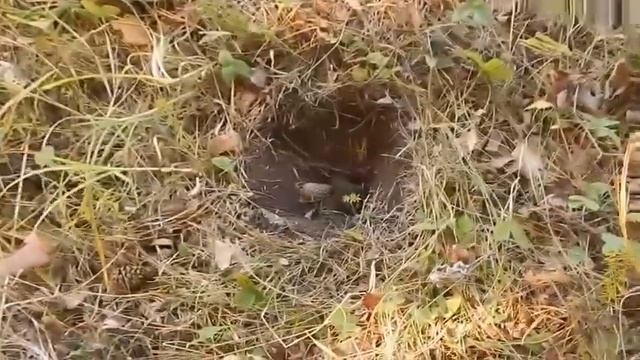 Коп мелких медных монет 19 века смотреть онлайн