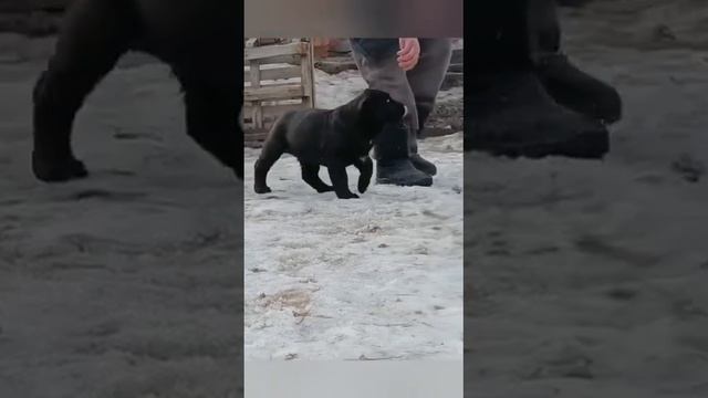 САФИНА. щенок среднеазиатской овчарки,2 месяца смотреть онлайн
