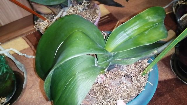 Вялые листья орхидеи, как восстановить, если орхидея увядает. смотреть онлайн