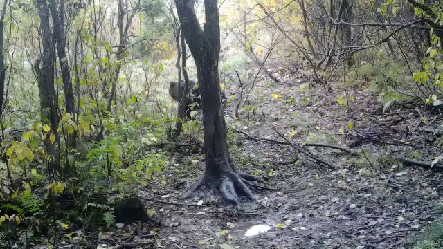 Этот медведь живёт недалеко от моего дома,фотоловушка смотреть онлайн