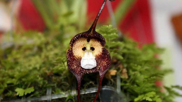 Monkey face orchid - grow, care & facts смотреть онлайн