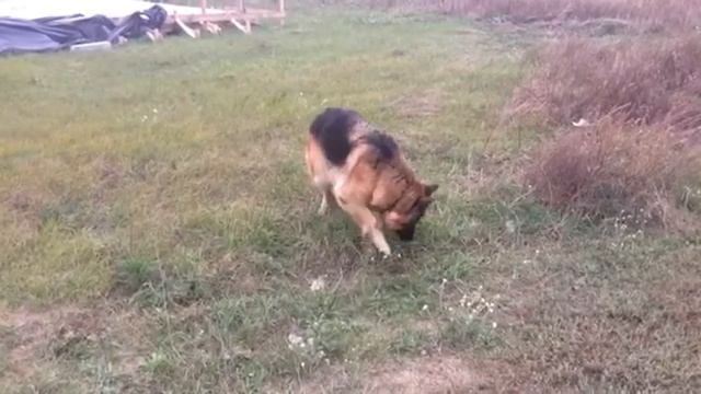 Собака чистит желудок смотреть онлайн