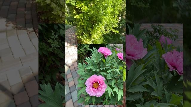 ЕЙСК. ПИОНЫ моем садике у самого синего моря смотреть онлайн