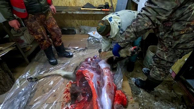 Добыли Мясо на Новый Год, Разделка Лося Просто Нож . смотреть онлайн