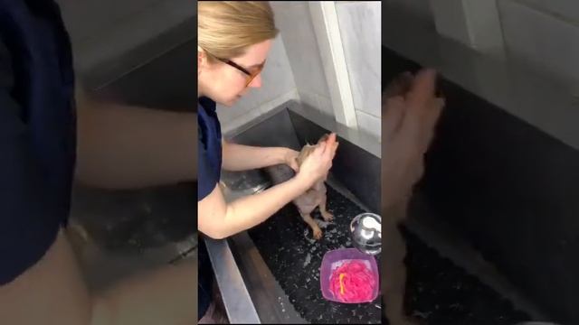 Как помыть собаке мордочку. смотреть онлайн