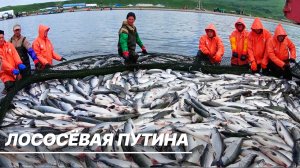 Лососевая путина в России бьет все рекорды по улову рыбы за последние 5 лет