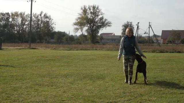 Испытания по BH/VT(собака компаньон) смотреть онлайн