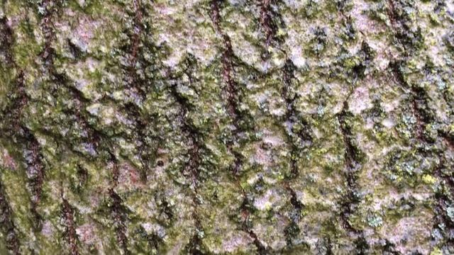 Aspen (Populus tremula) - bark close up - April 2018 смотреть онлайн