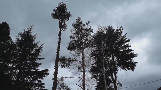 Как спилить дерево по частям безопасно смотреть онлайн