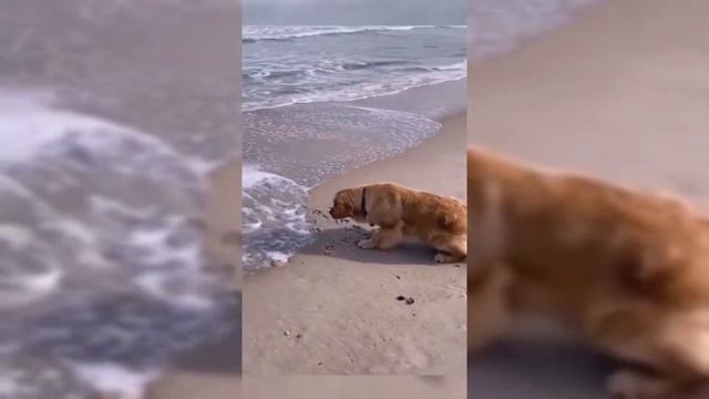 САМЫЕ СМЕШНЫЕ ЖИВОТНЫЕ ПЛАНЕТЫ ?? Красивые котики и собачки , милые создания 2021 СБОРНИК #TikTok 1 смотреть онлайн