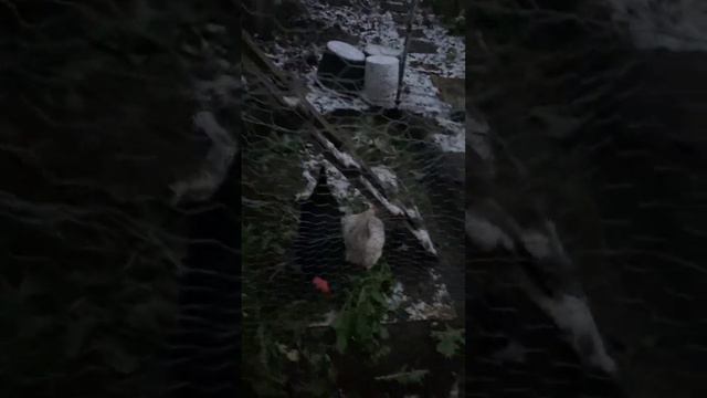 В Германию пришла Зима! Как выглядит зимние Утро в Германии. #германия смотреть онлайн