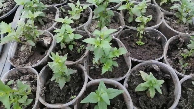 Немезия из семян и вегетативная немезия?. Сравним рассаду!? смотреть онлайн