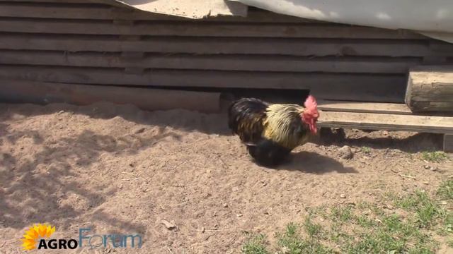 Японский карликовый кокинхин смотреть онлайн