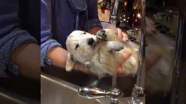 Водные процедуры. (Ржач, прикол, смотреть всем) смотреть онлайн