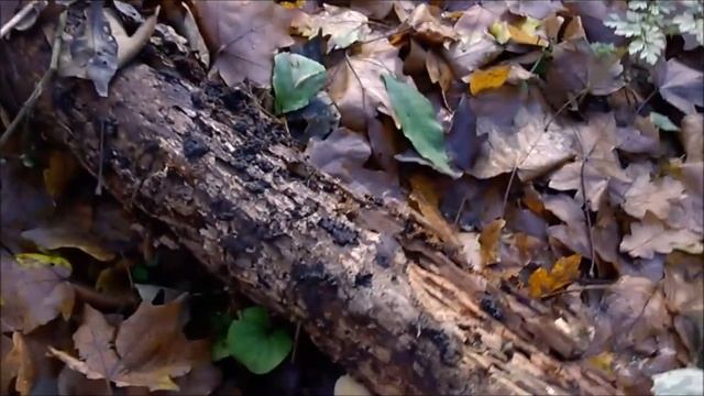 Первые октябрьские грибы. 2017г смотреть онлайн