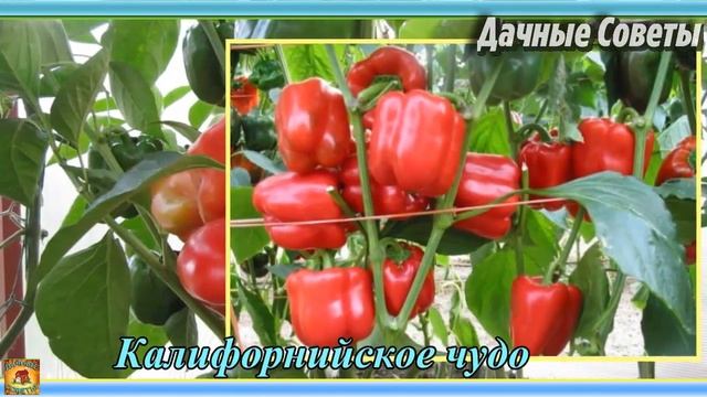 САМЫЕ лучшие СОРТА ПЕРЦА для теплиц с большим урожаем с куста Описания и характеристики смотреть онлайн