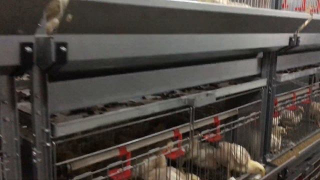 ПОДРОЩЕНЫЙ МОЛОДНЯК ЦЫПЛЯТ БРОЙЛЕРОВ КРОССА РОСС 308 смотреть онлайн